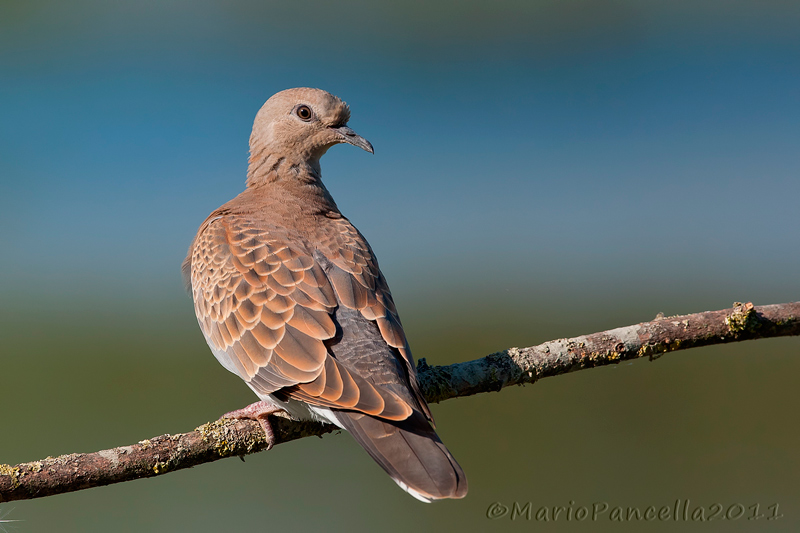 Tortora selvatica (Streptopelia turtur )